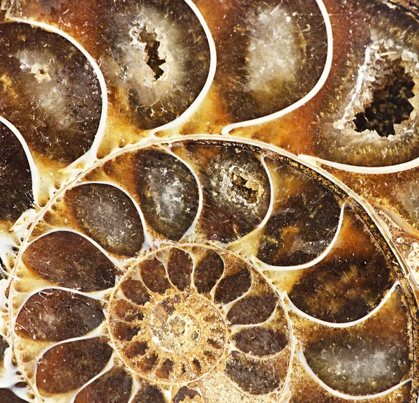 Primo piano dei fossili di ammonite — Foto Stock