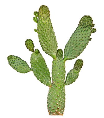 Kaktüs beyaz arkaplanda izole