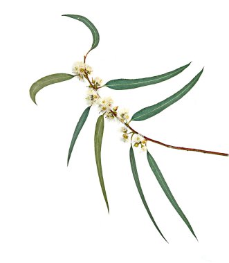  Okaliptüs dalı yakın çekim