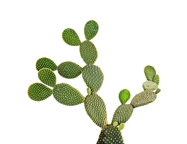 Close up of cactus — Stock Photo, Image