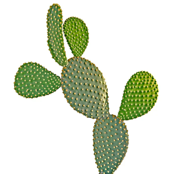 Opuntia cactus isolé sur fond blanc — Photo