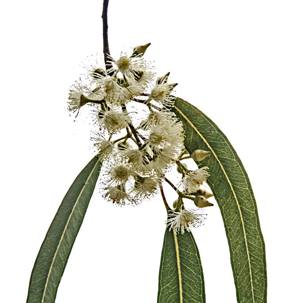 Close up of Eucalyptus branch — Stock Photo, Image