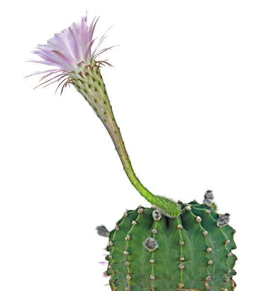 花を持つ、テッポウユリ サボテン — ストック写真