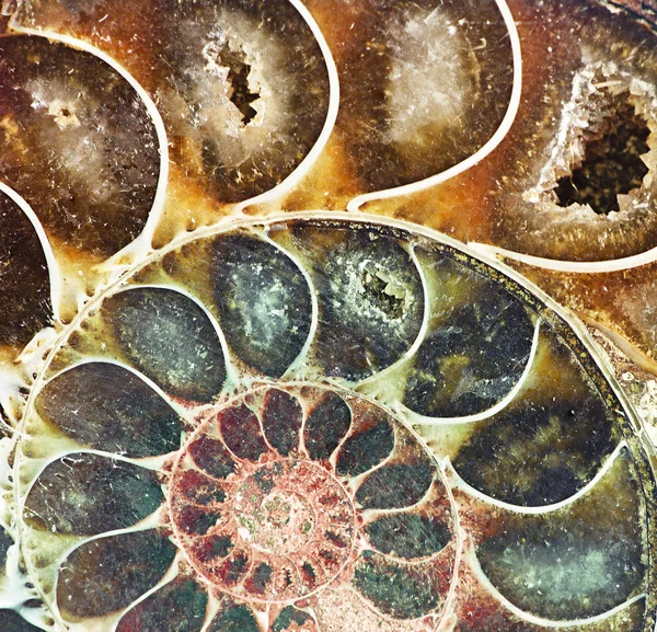 Cklose de fossile d'ammonite — Photo