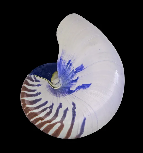 Nautilus shell isolerad på svart bakgrund — Stockfoto