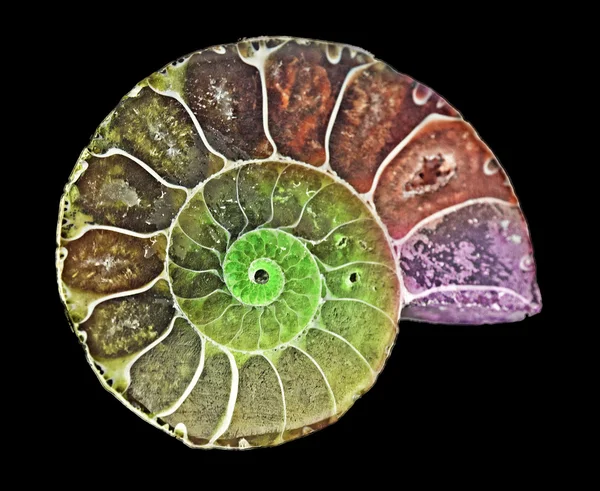 Gros plan Ammonite fossile — Photo