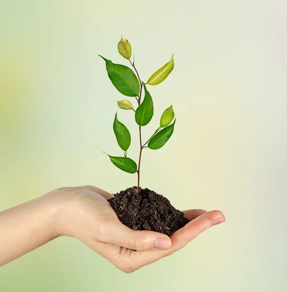 Tree Sapling in hands — Stock Photo, Image