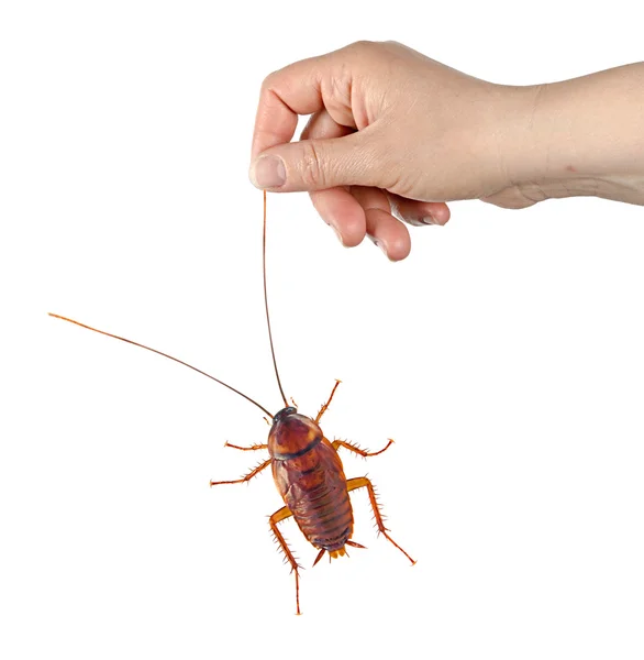 Cockroach isolated on white background — Stock Photo, Image
