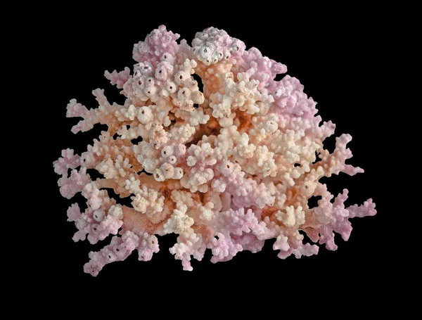 Coral on black background — Stock Photo, Image