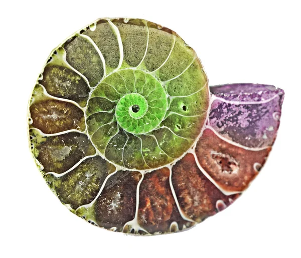 Close up of Ammonite fossil — Stock Photo, Image