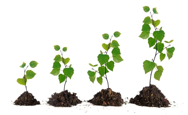 Four saplings on white background — Stock Photo, Image