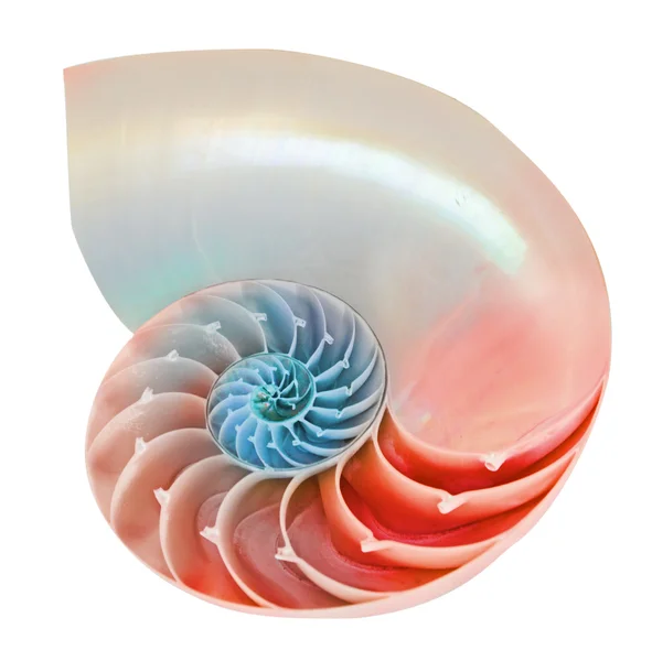 Close up of nautilus shell — Stock Photo, Image