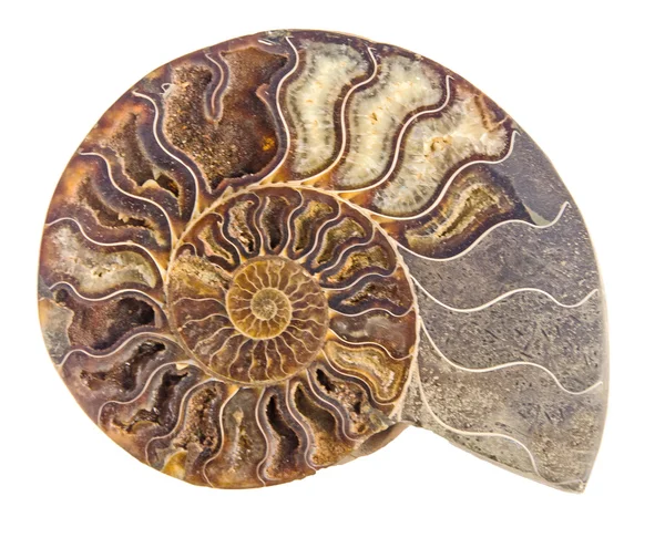Gros plan sur les fossiles d'ammonite — Photo