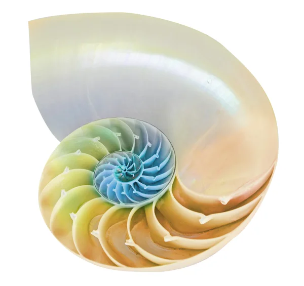 オウムガイの殻のクローズ アップ — ストック写真