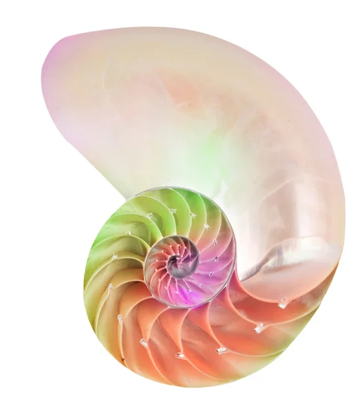 Close up of nautilus shell — Stock Photo, Image