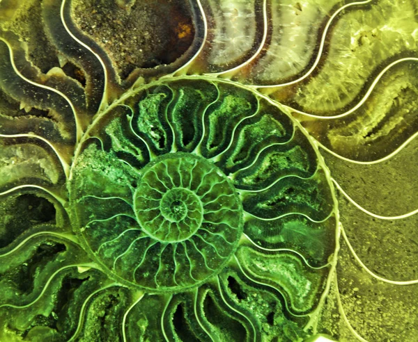 Gros plan sur les fossiles d'ammonite — Photo