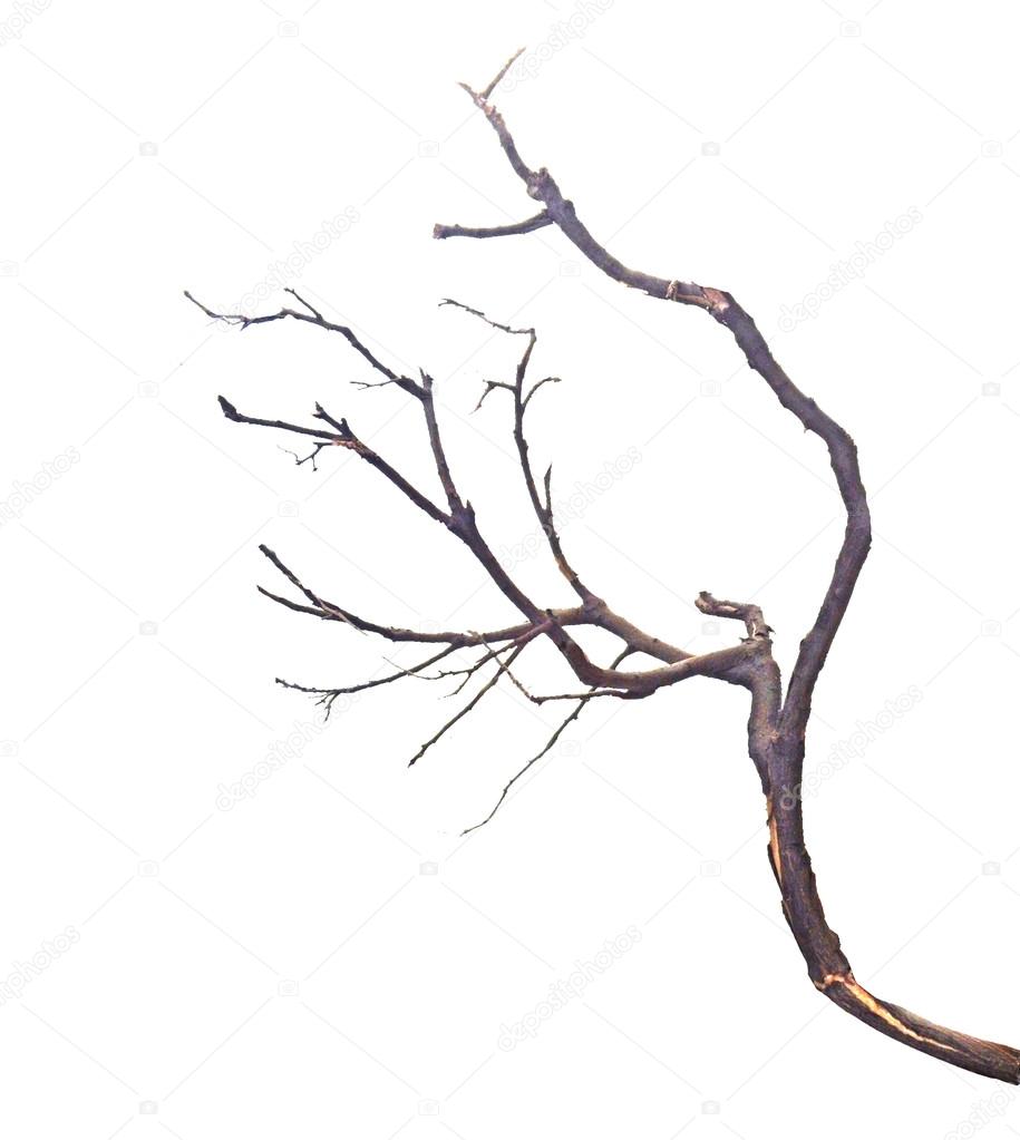  close up of dry branch    
