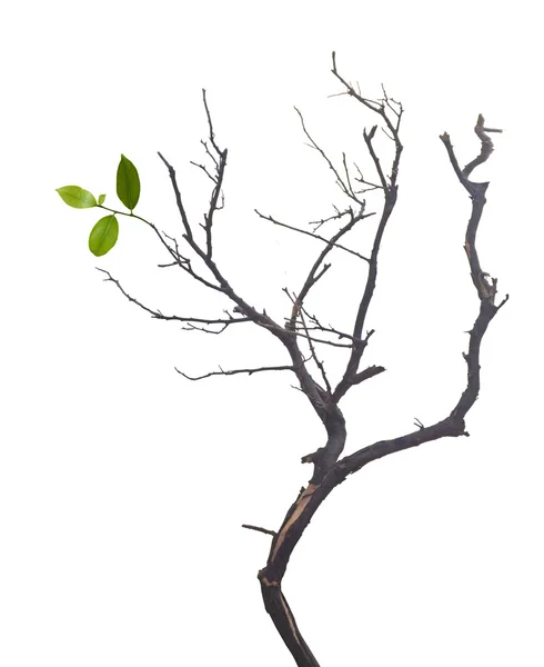 Сухая ветвь с листьями — стоковое фото