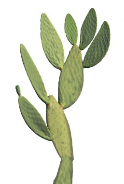 Kaktüs beyaz arkaplanda izole