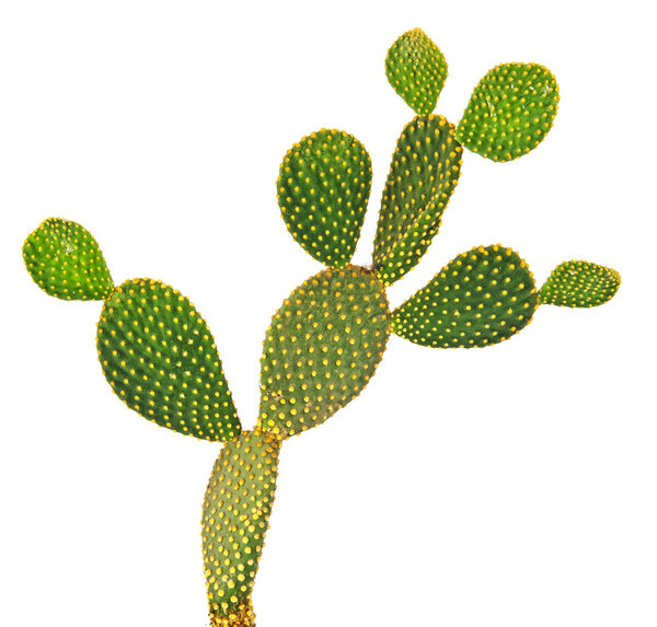 Опунция кактус изолирован на белом фоне
