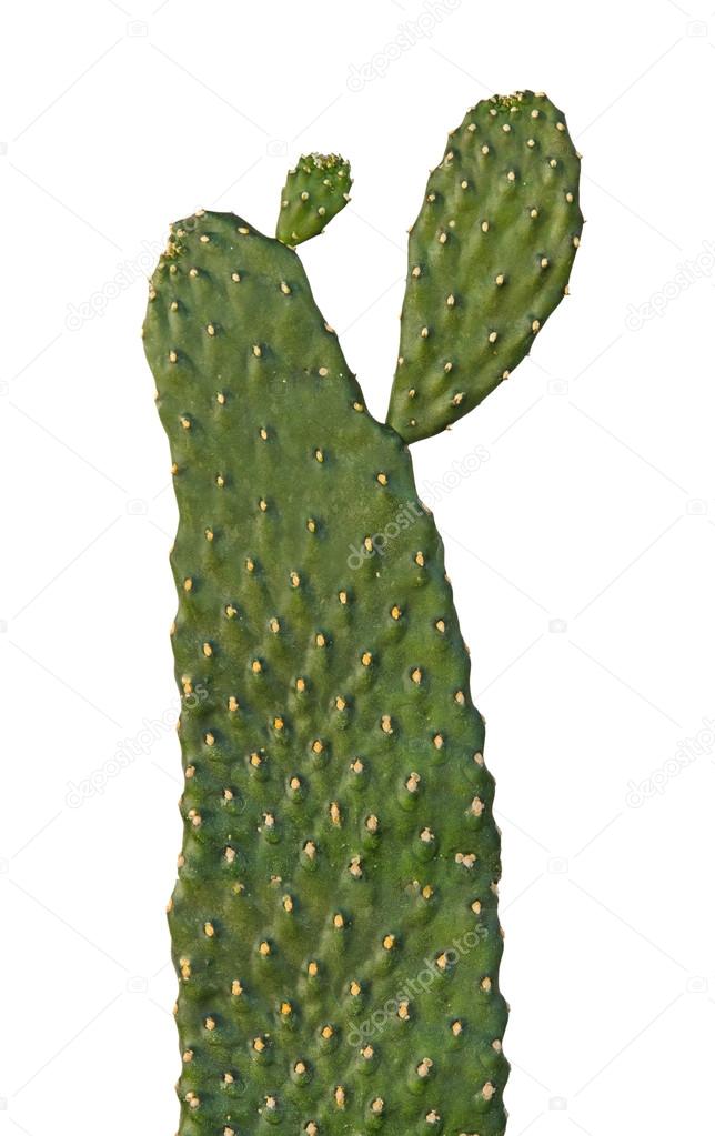 cactus isolated on white background         