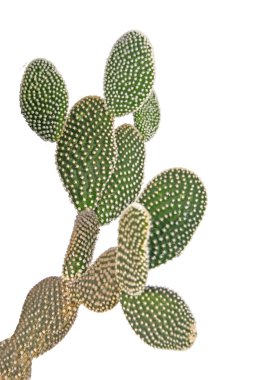 Kaktüs beyaz arkaplanda izole