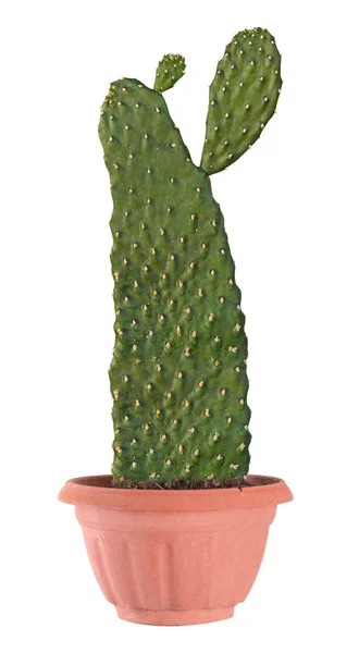 Cactus geïsoleerd op witte achtergrond — Stockfoto