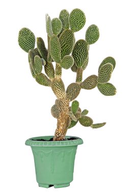 Kaktüs beyaz arkaplanda izole