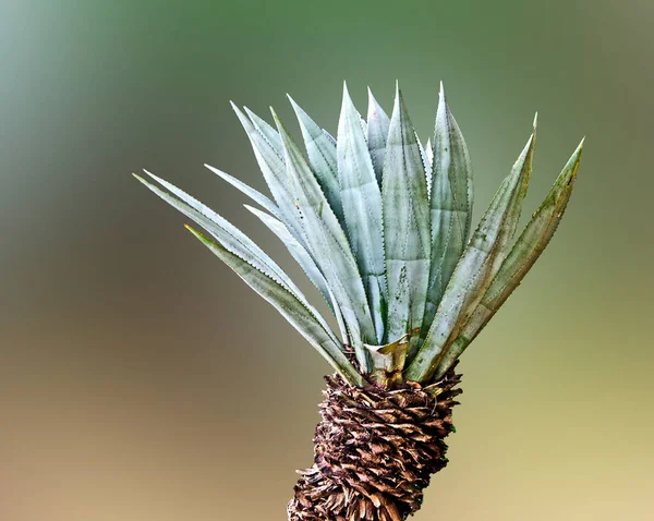 Närbild Aloe — Stockfoto