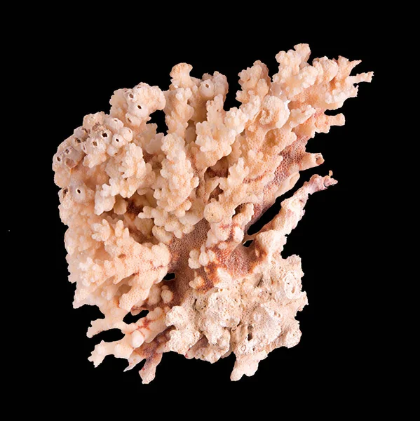 Κοράλλι Απομονωμένο Μαύρο Φόντο — Φωτογραφία Αρχείου