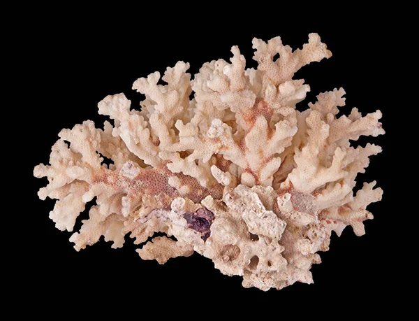 Corallo Isolato Sfondo Nero — Foto Stock