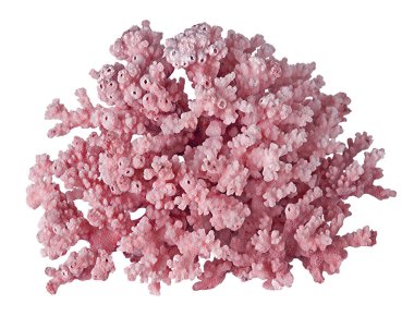 beyaz arkaplanda izole mercan