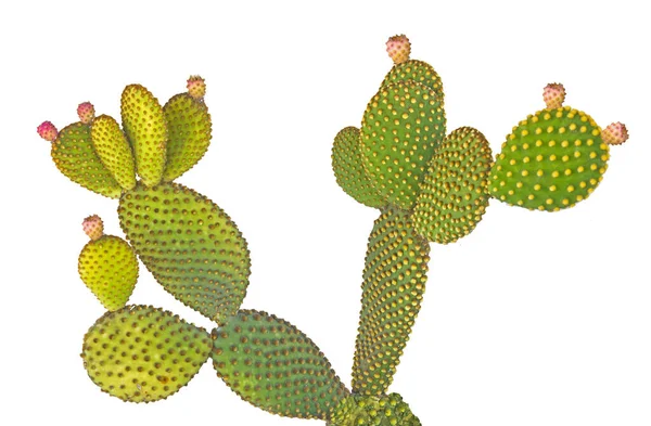 Крупный План Opuntia Cactus — стоковое фото