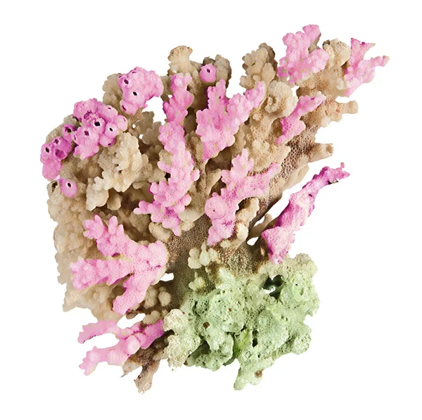 beyaz arkaplanda izole mercan