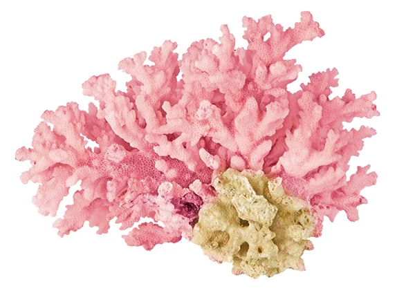 beyaz arkaplanda izole mercan