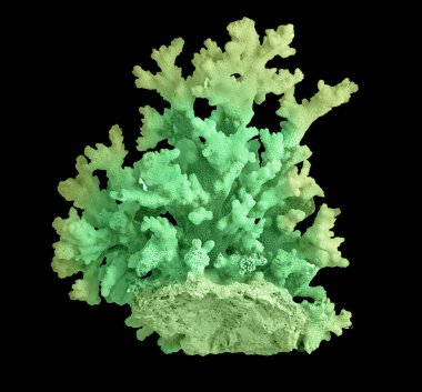 Siyah zemin üzerinde izole mercan