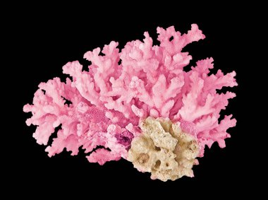 Siyah zemin üzerinde izole mercan