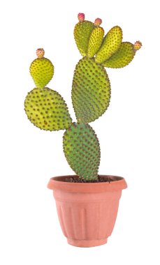 Tenceredeki Opuntia kaktüsünü kapat.