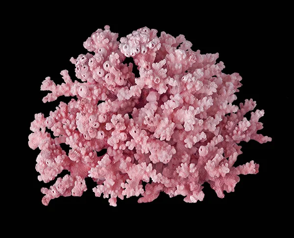 Кораллы Изолированы Черном Фоне — стоковое фото