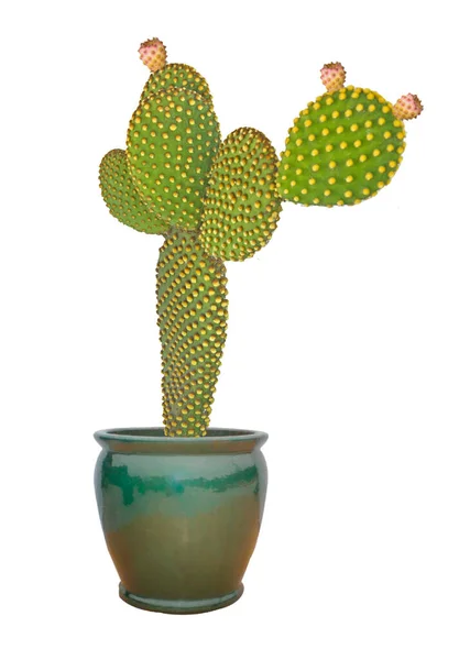 Close Van Opuntia Cactus Pot — Stockfoto