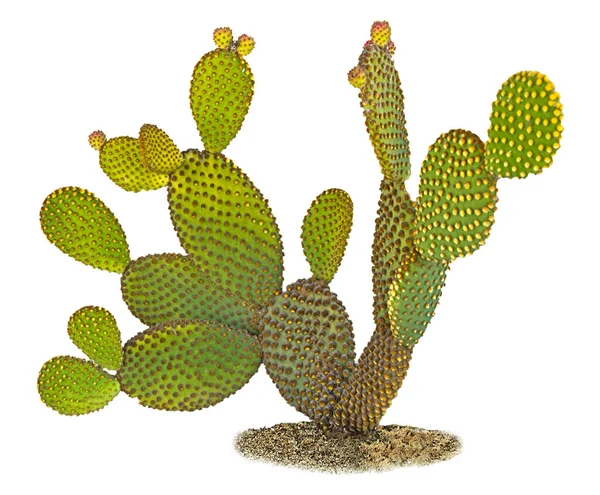 Gros Plan Sur Opuntia Cactus — Photo