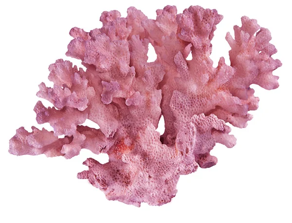 Корали Ізольовані Білому Тлі — стокове фото