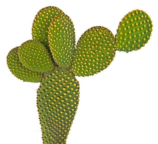 Opuntia kaktüsünü kapatın. 