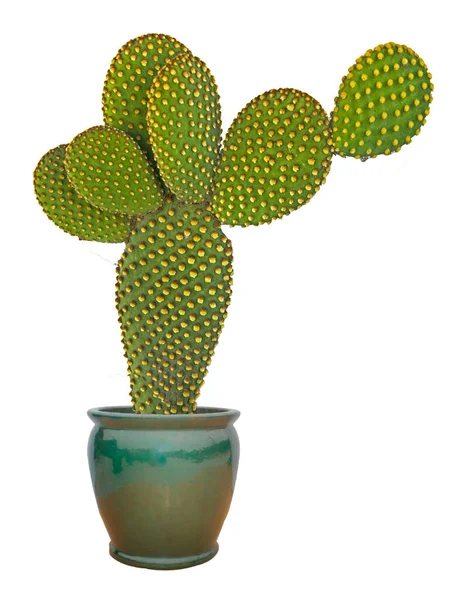 Primer Plano Cactus Opuntia Maceta —  Fotos de Stock