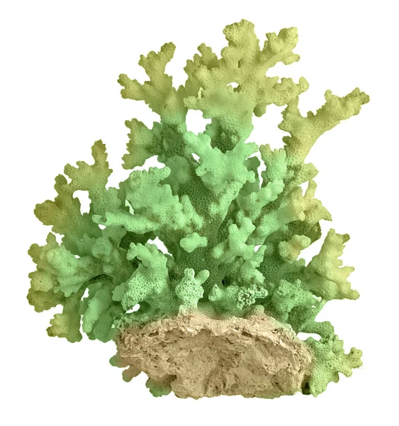Koralle Isoliert Auf Weißem Hintergrund — Stockfoto