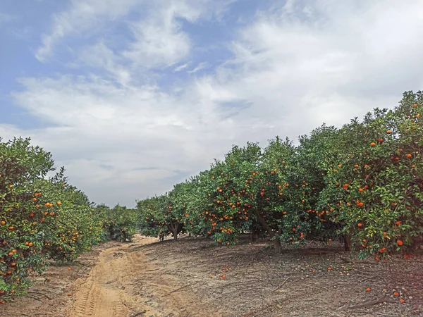 Tangerine Boomgaard Met Rijp Fruit — Stockfoto