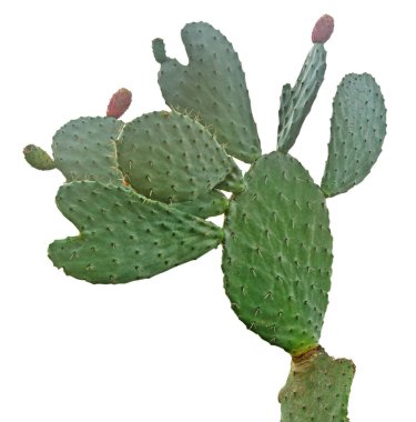 Kaktüs beyaz arkaplanda izole
