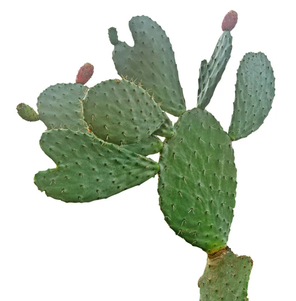 Kaktüs beyaz arkaplanda izole