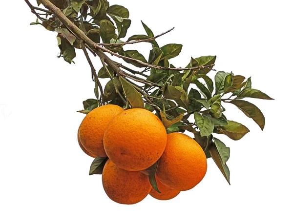 Primer Plano Naranjas Maduras Rama —  Fotos de Stock
