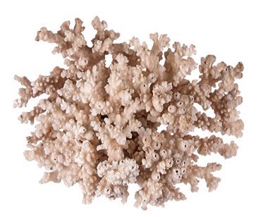 beyaz arkaplanda izole mercan